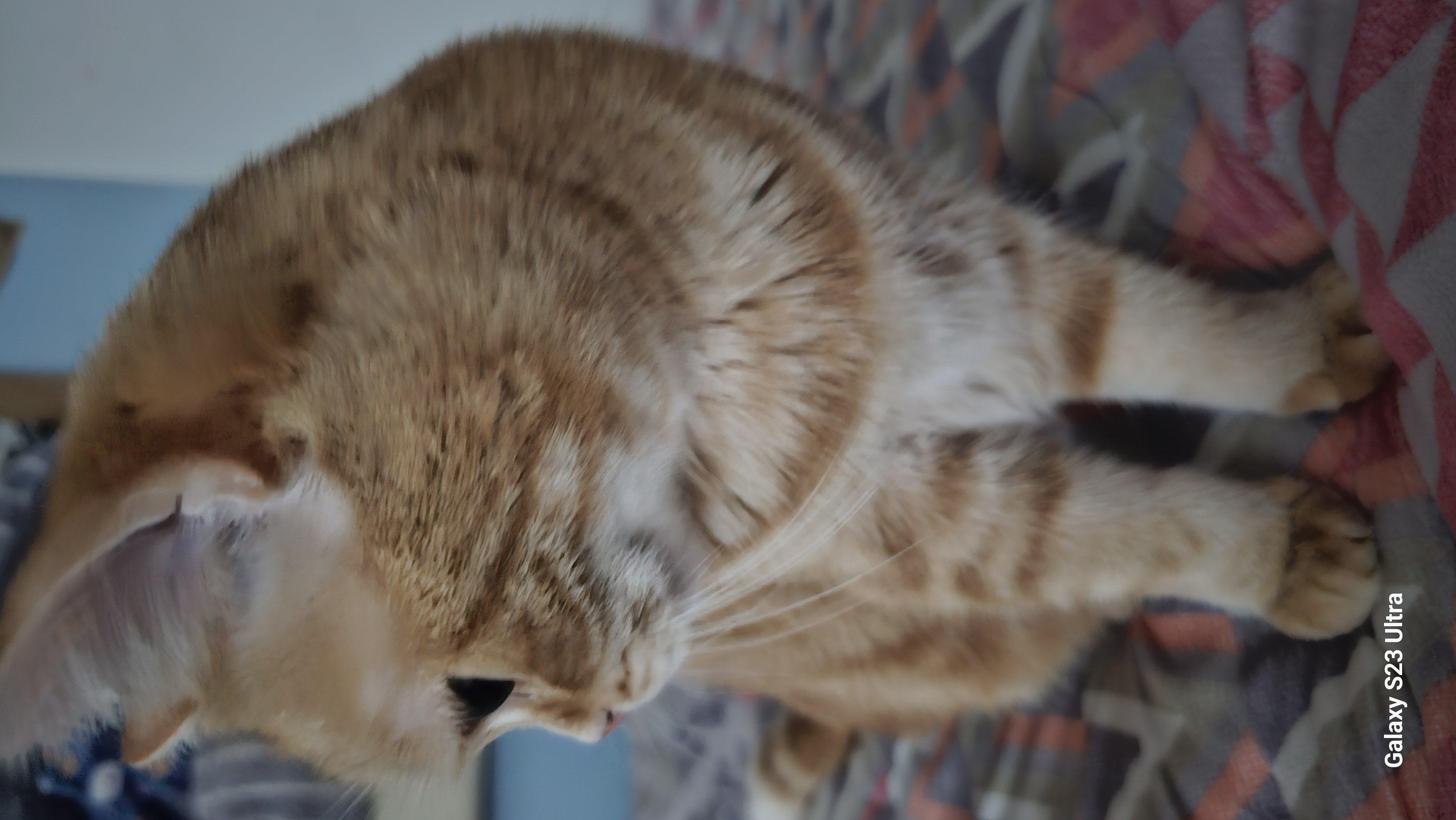 뽀또의 입양 후기