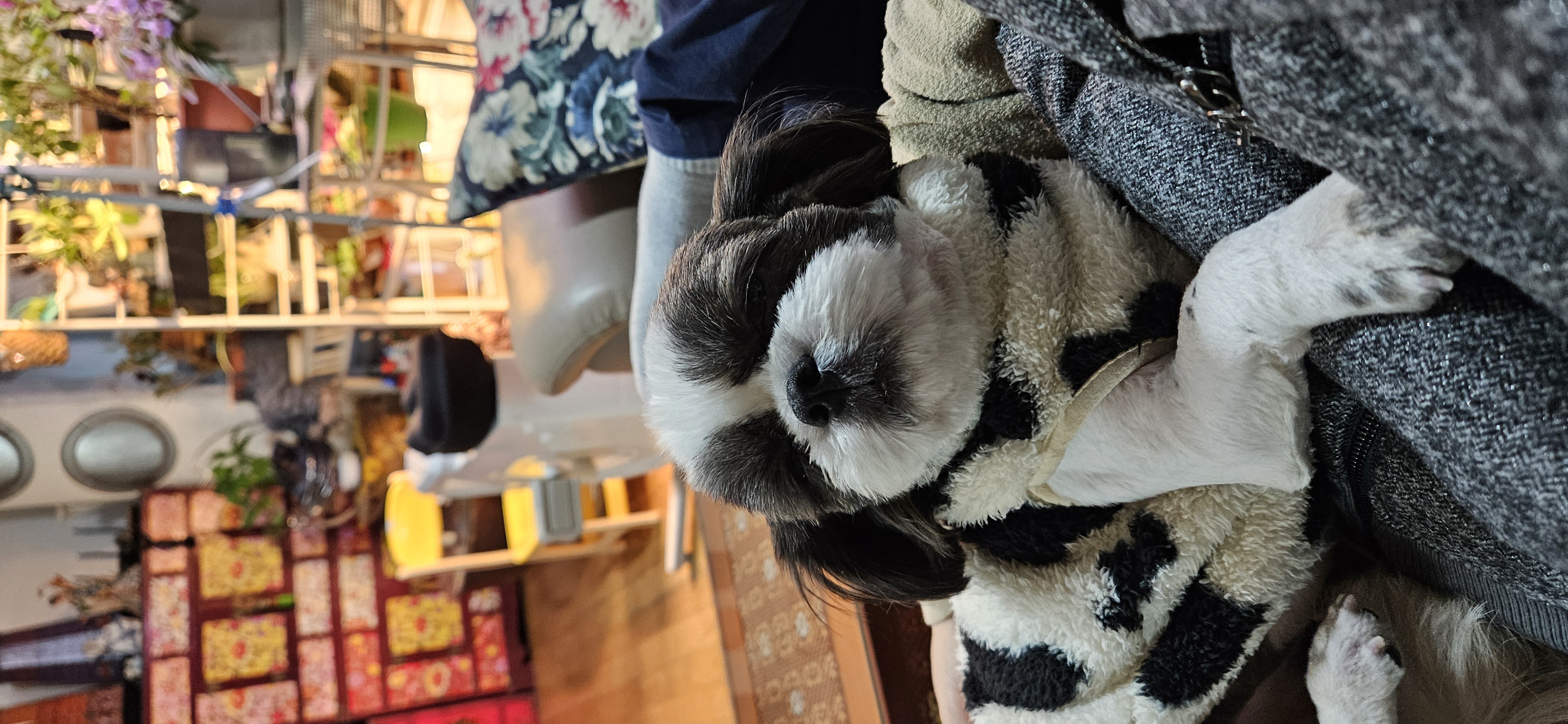 그래(입양 전 달바)의 한 달