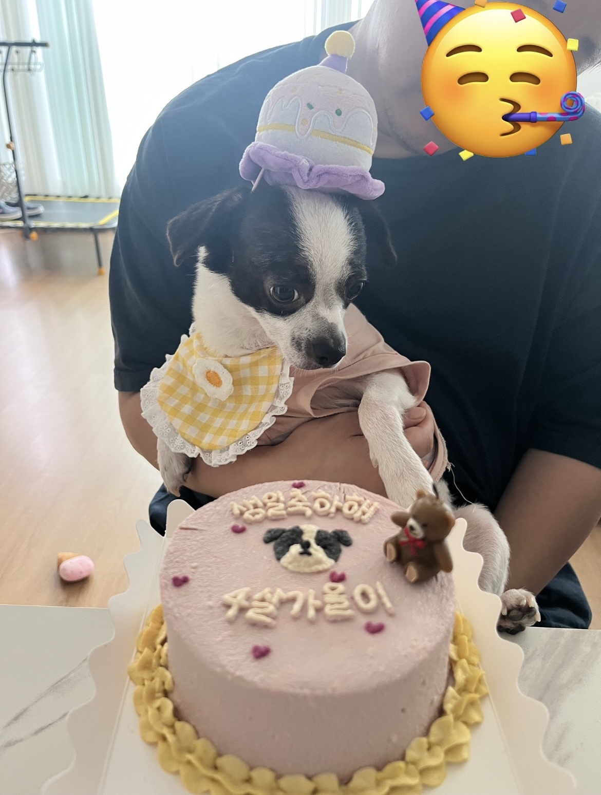 가을이(모뜨) 4살 되었네요~