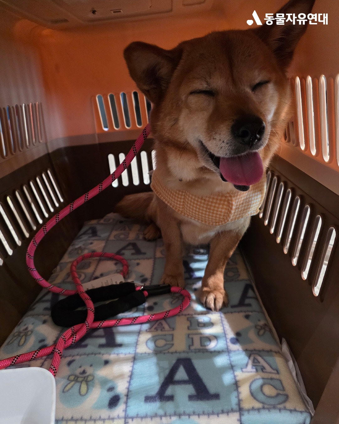 [해외입양] 캐나다 토론토에서 가족을 만난 '아장이'