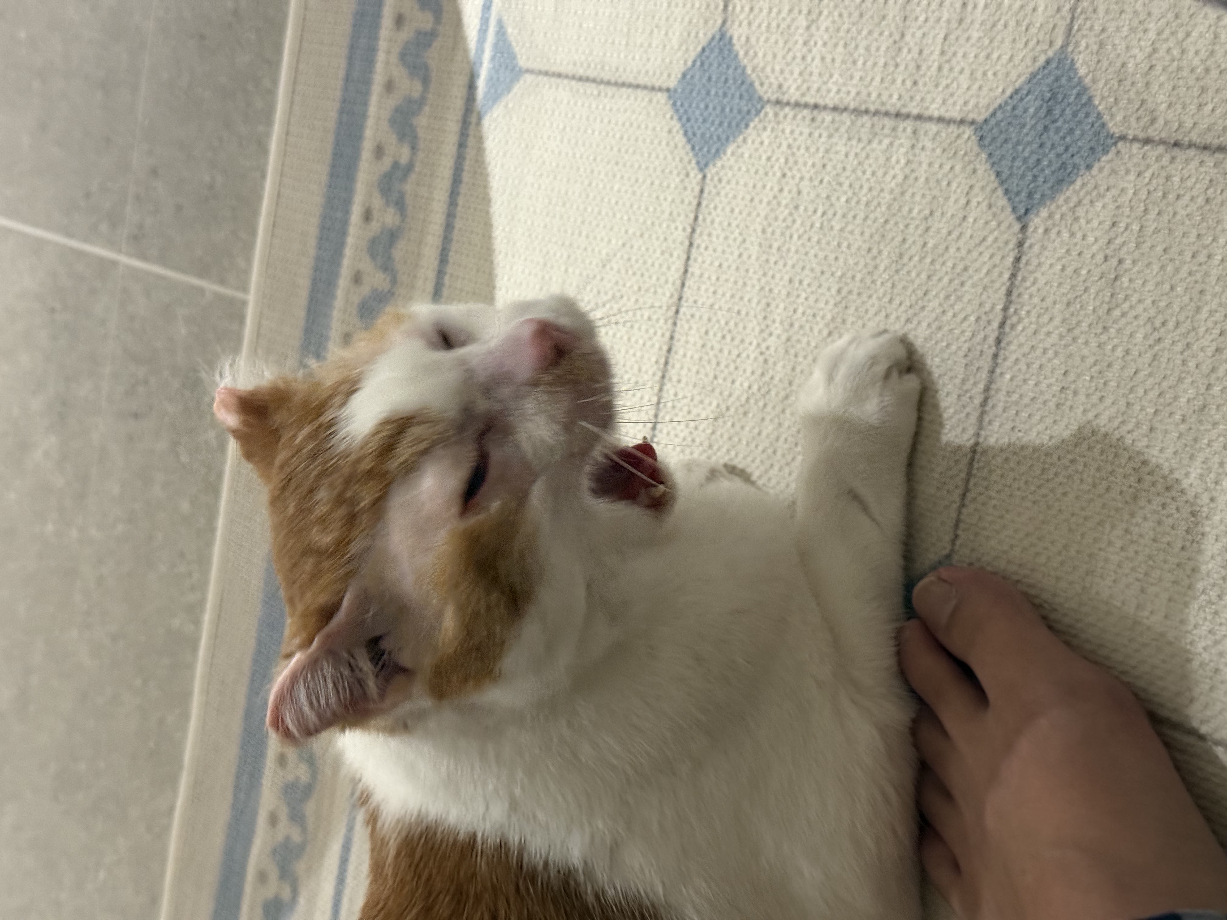 온샘이 입양 후기!