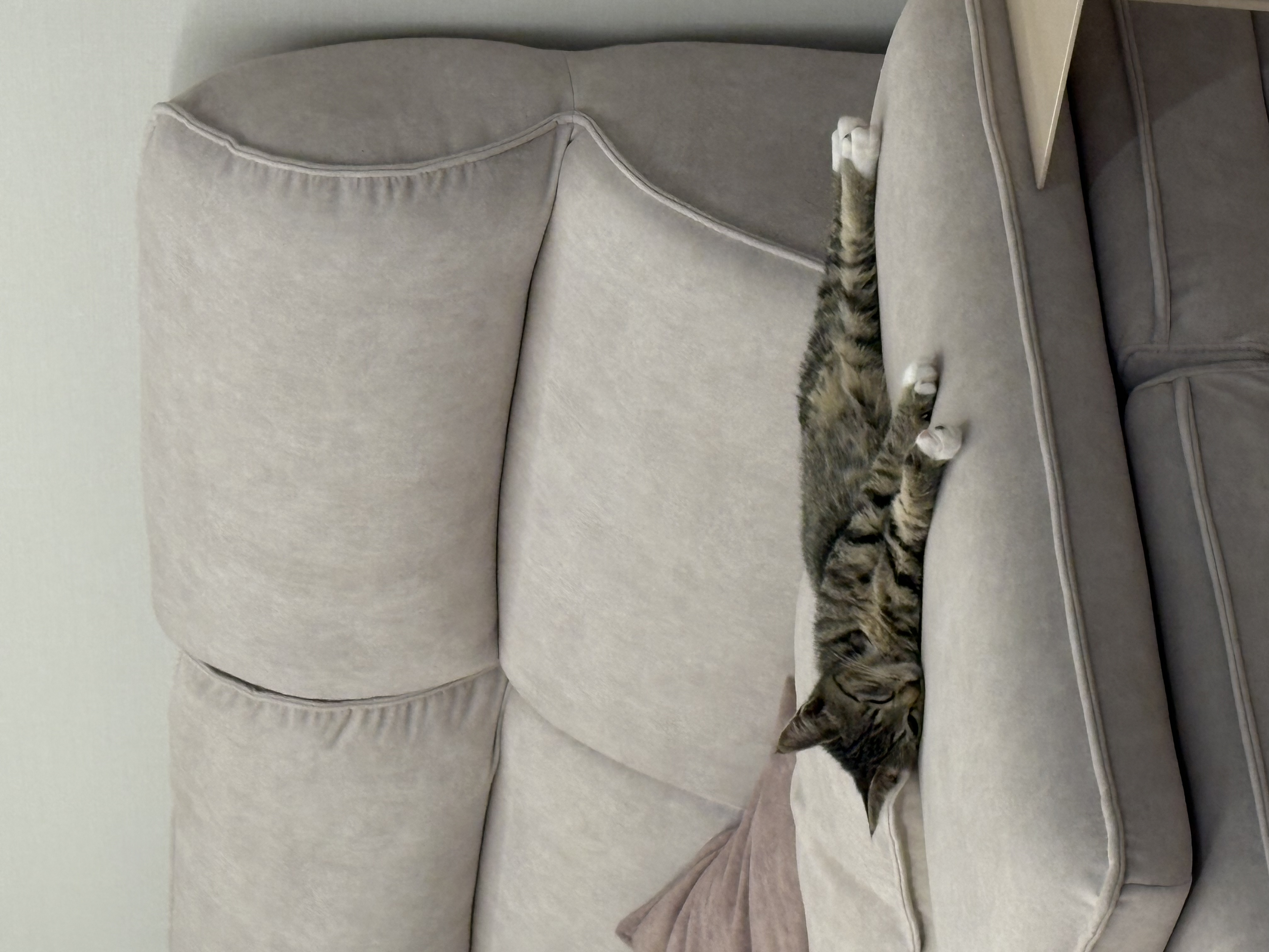 진하리 (구 애옹이) 입양 1개월차 후기 입니다!