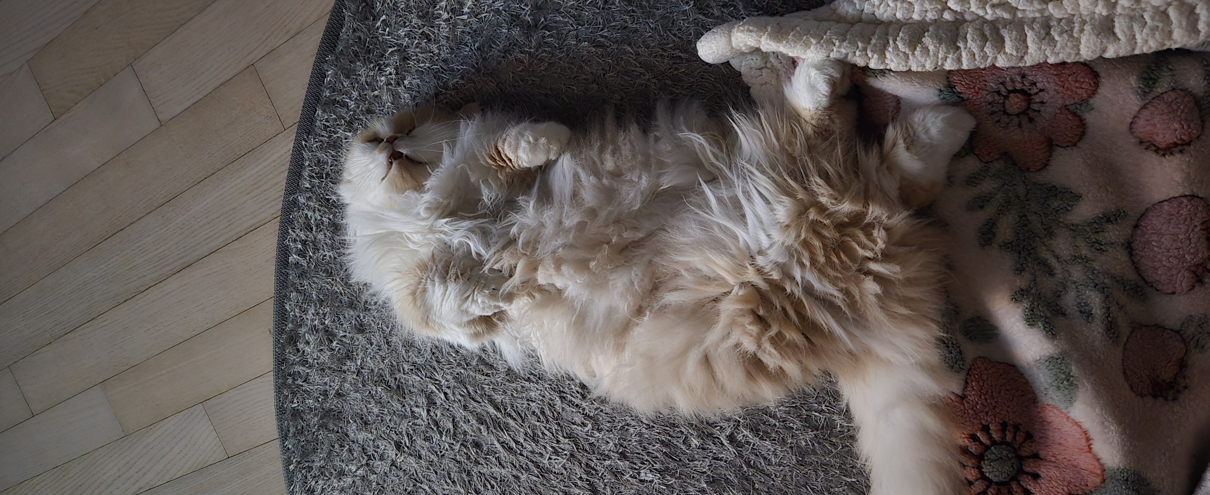 여전히 행복한 흑당 흑마늘입니다