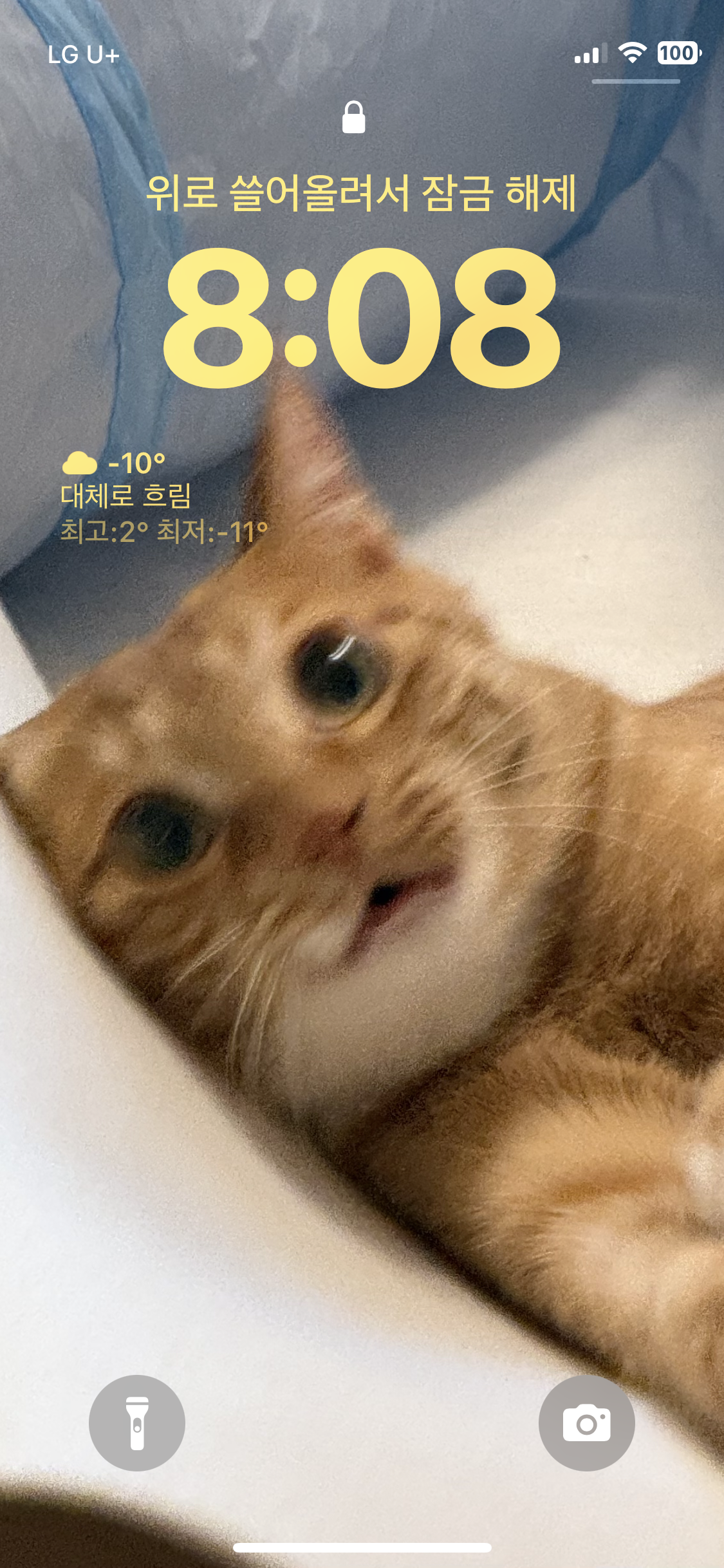 금비(다해) 입양 3개월 넘은 후기