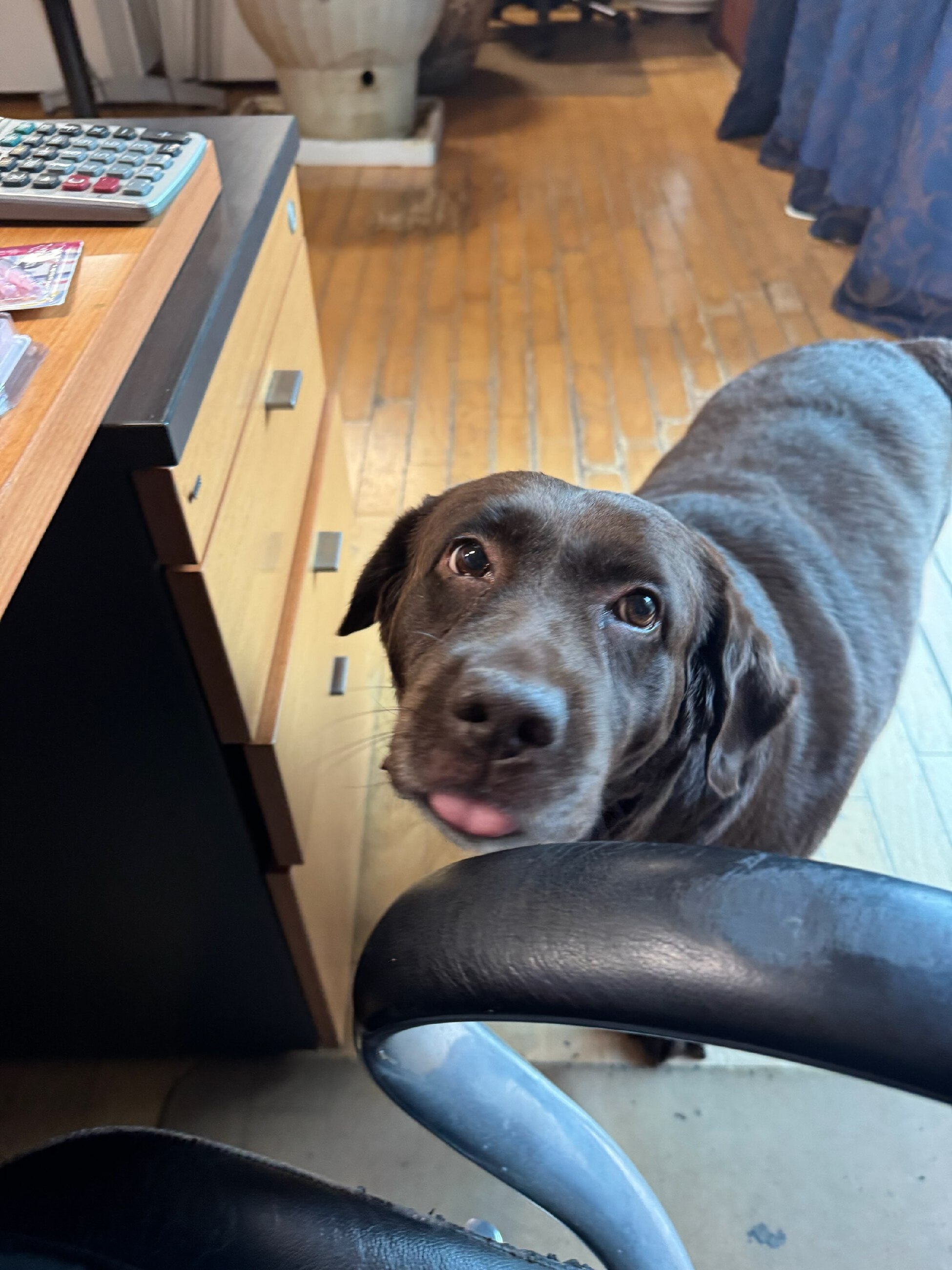 로랑이 잘지내고 있어요~