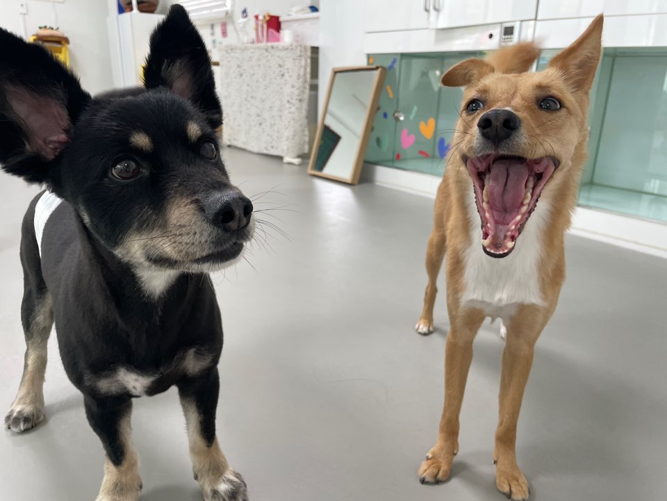 찌그(깜빛이) 입양 2주년 후기입니다