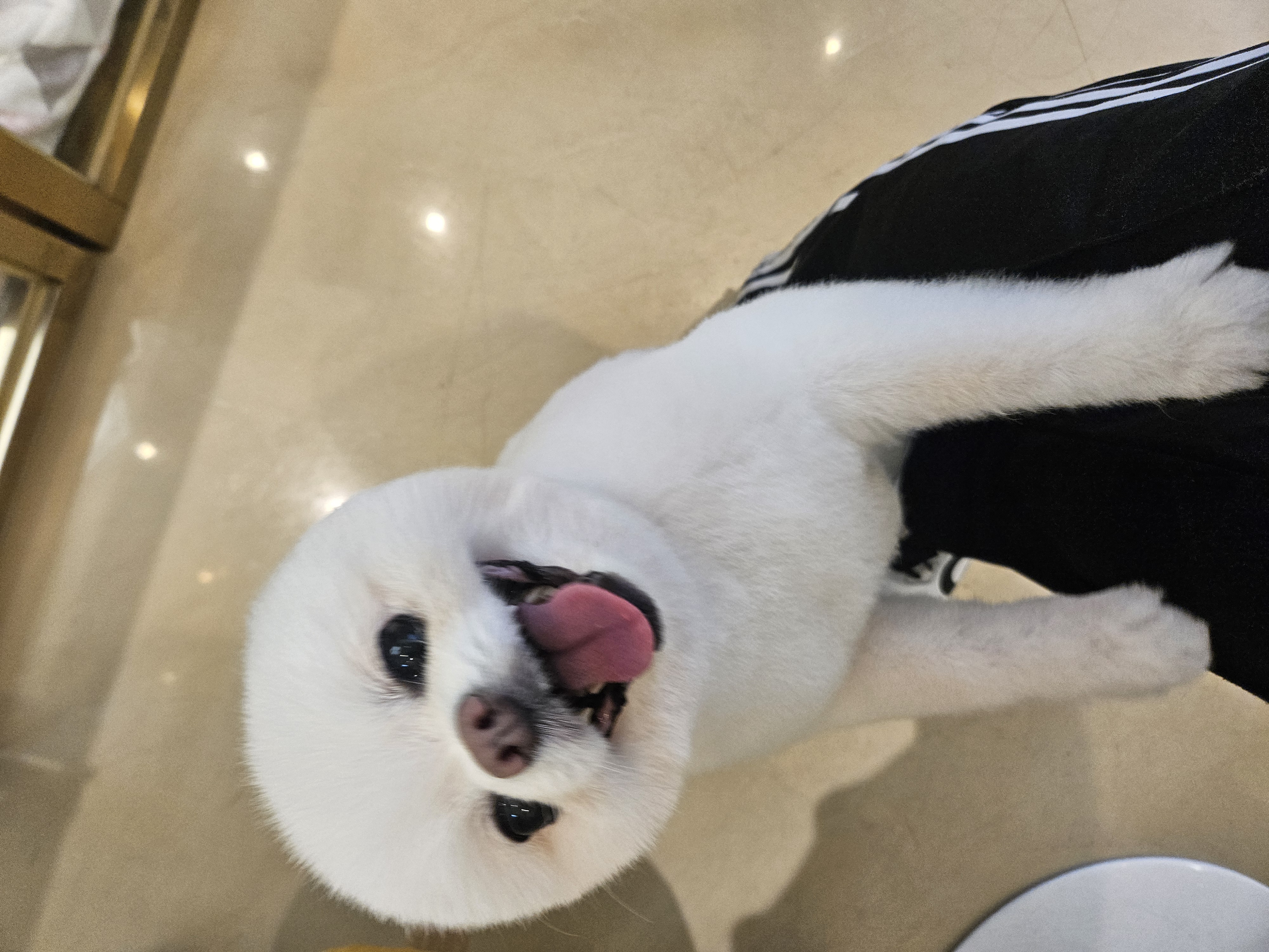 나루(빙봉) 3개월차 입양 후기