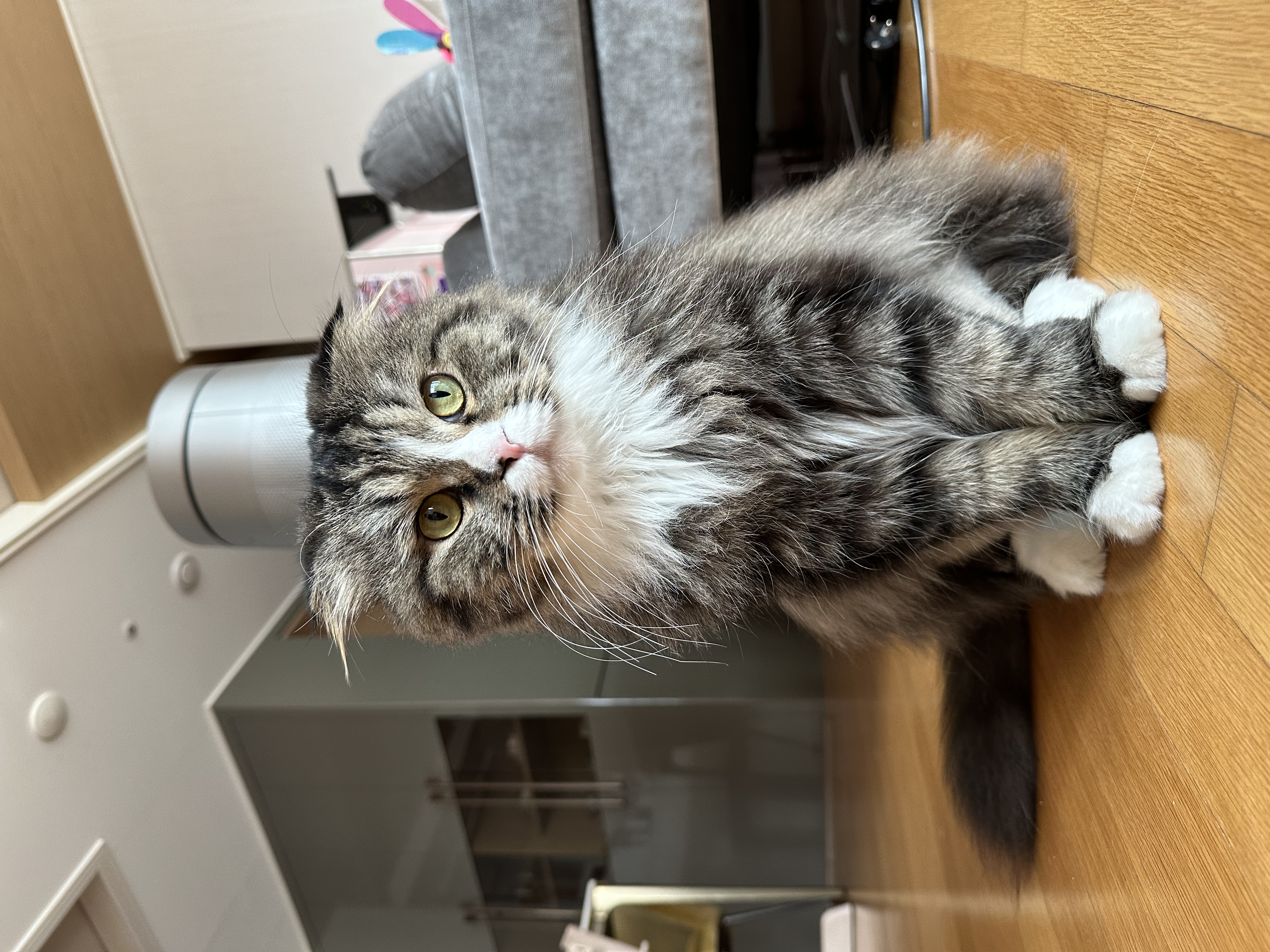 버터(구 맘마) 입양 한달 후기!! 