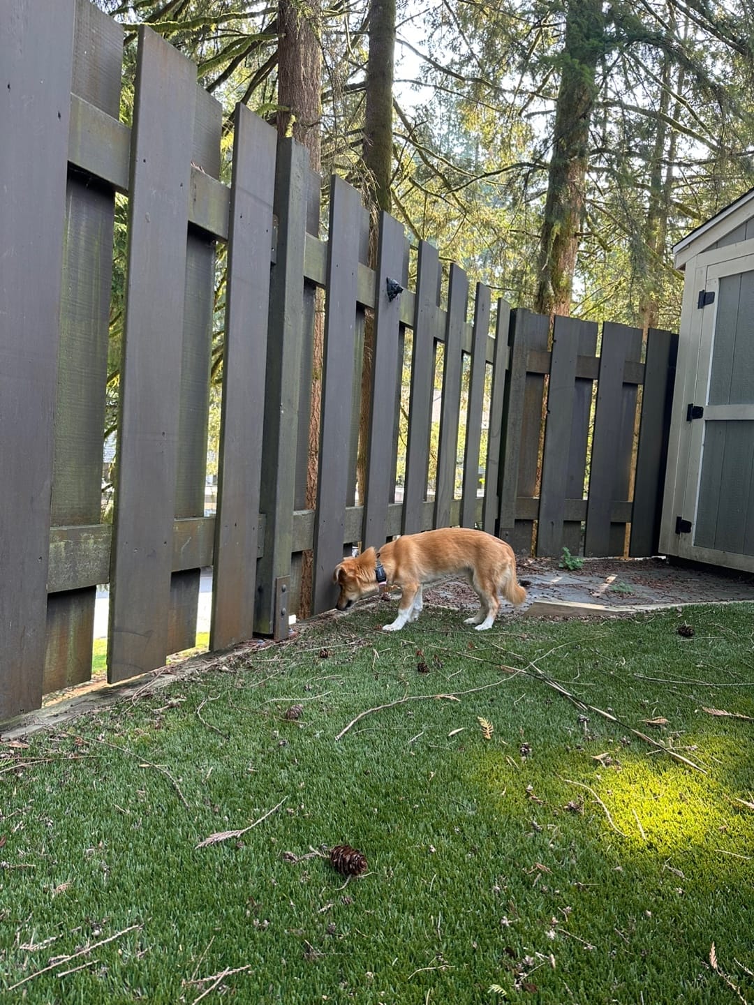 [해외입양] 캐나다 밴쿠버에서 가족을 만난 '모동이'