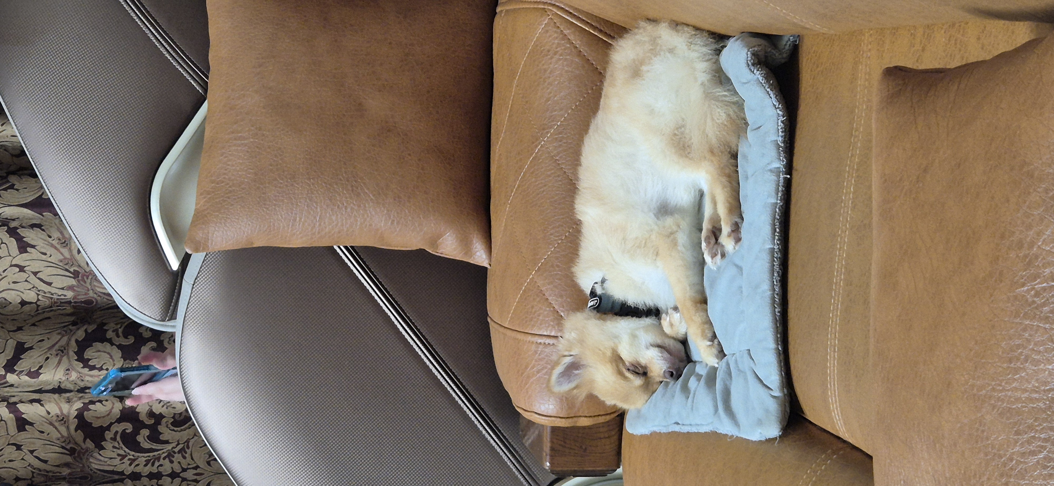 애니 (여우) 입양 한 달 후기