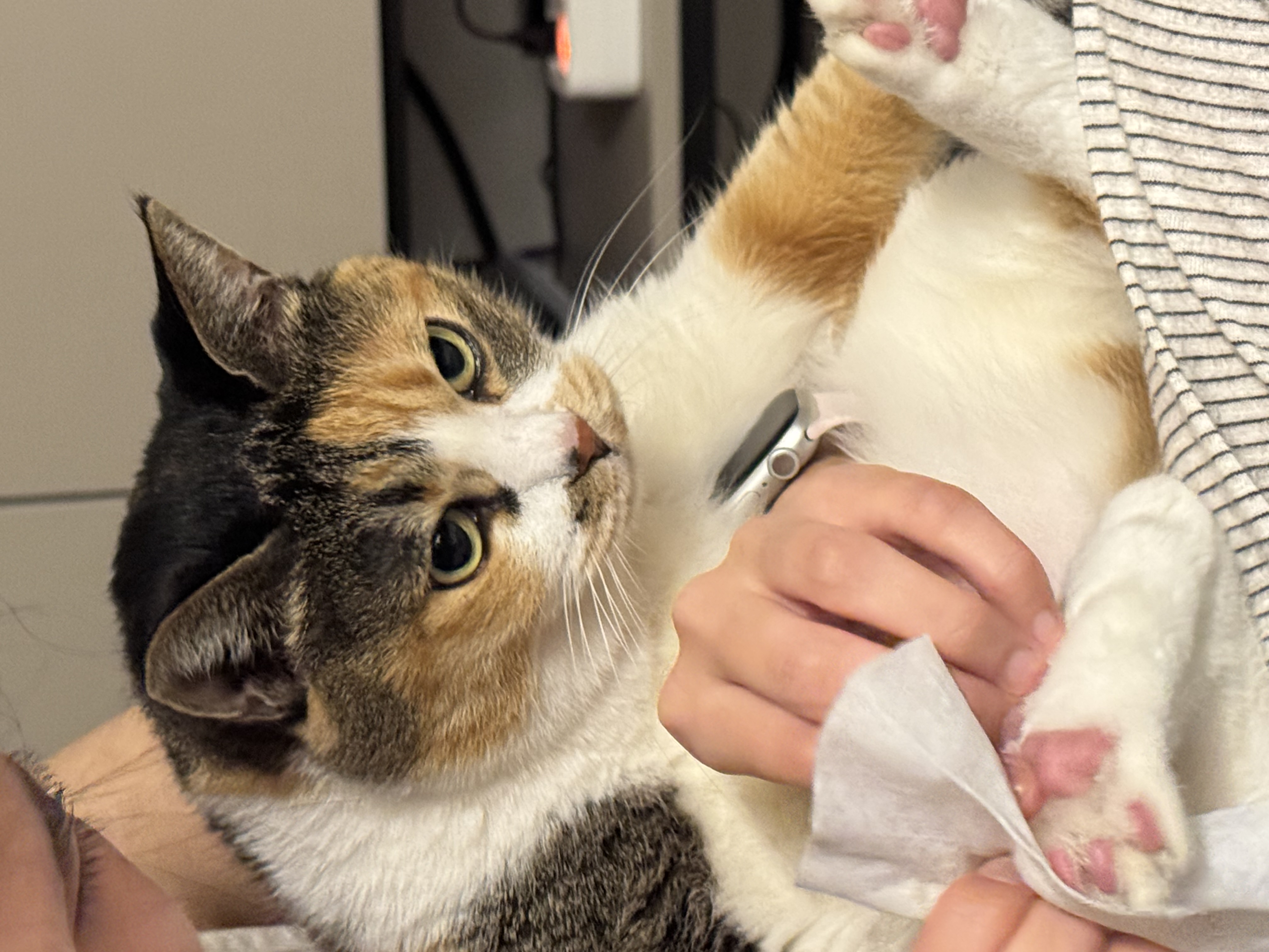 샹떼와 두 번째 여름을 나고 있습니다