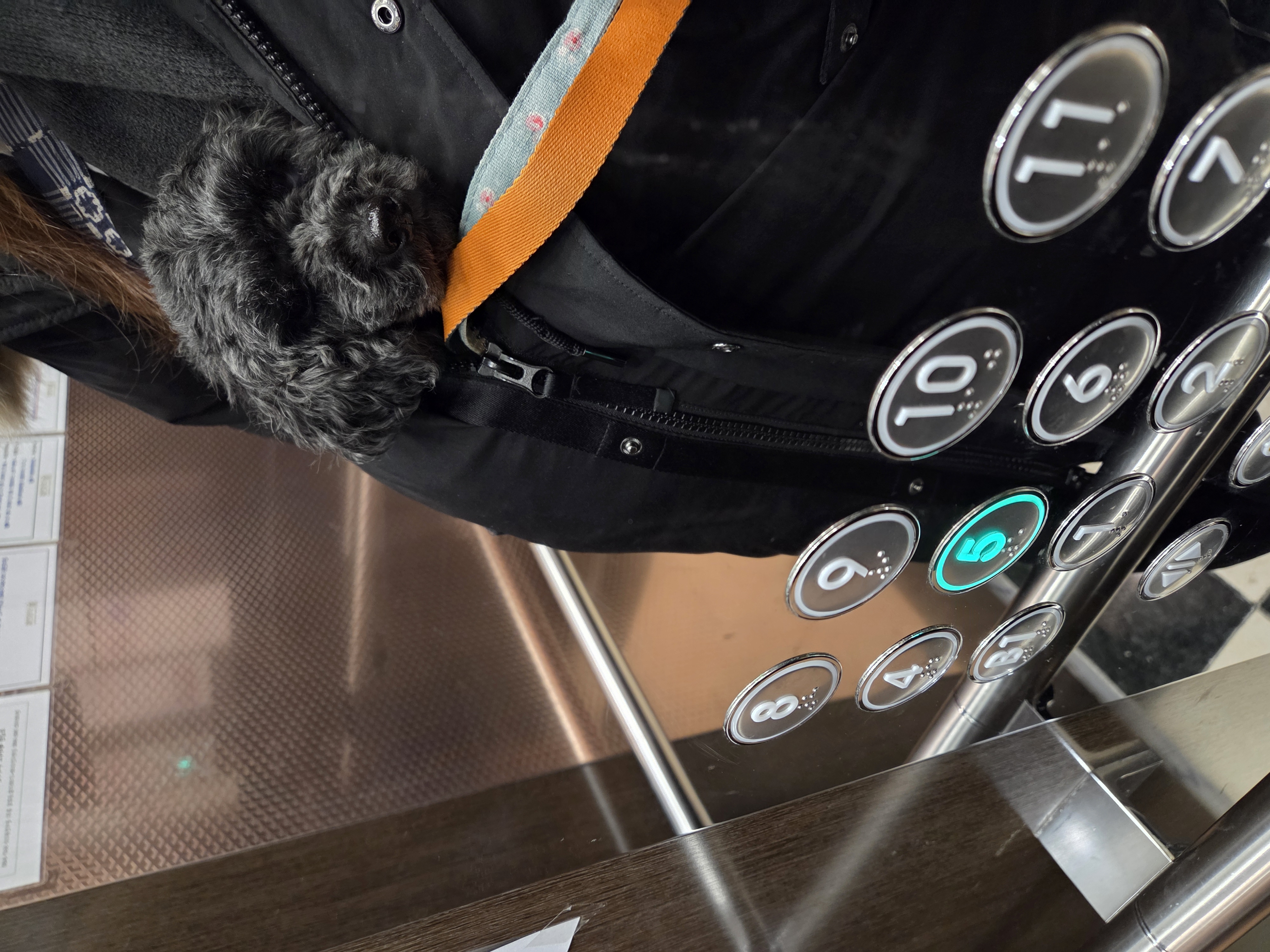 콩이(달튼) 입양 한 달 차