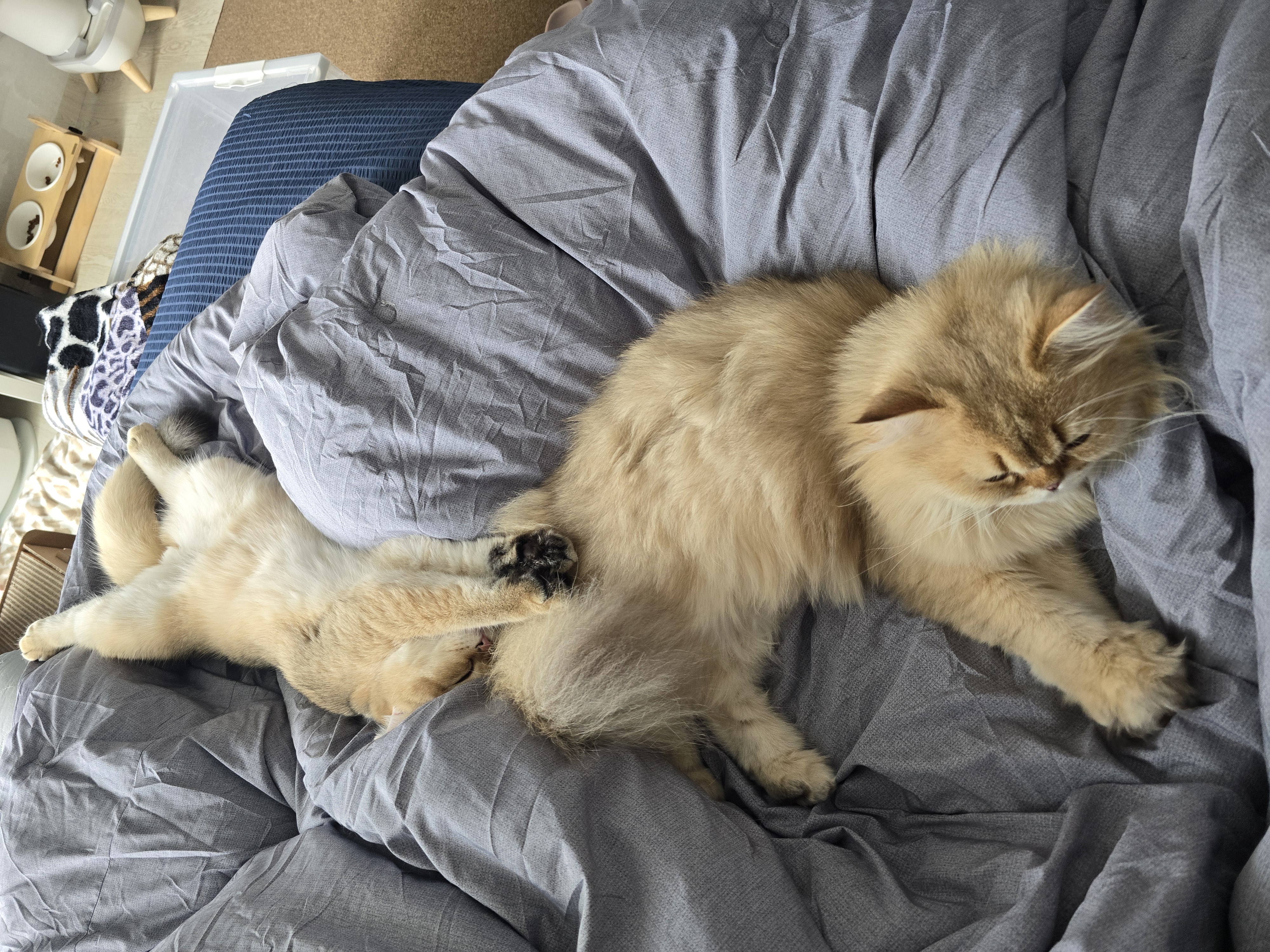 나나&무무(가필드&미가)가족된지 3개월 후기