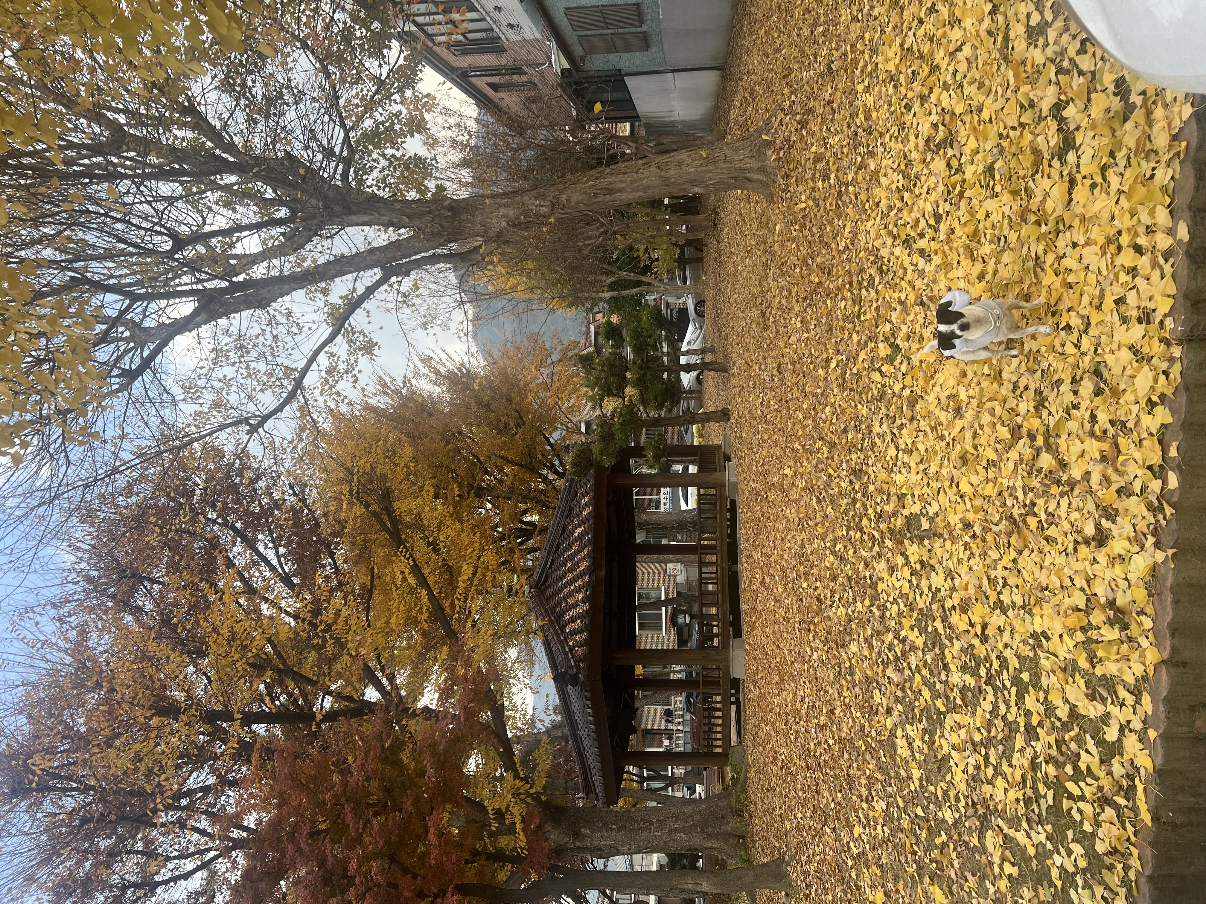 아키(구 하얀이)와 가족이 된지 4년이 됐어요