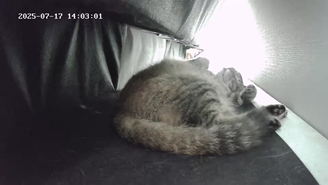 마동이(현 후추)의 일주일 이야기