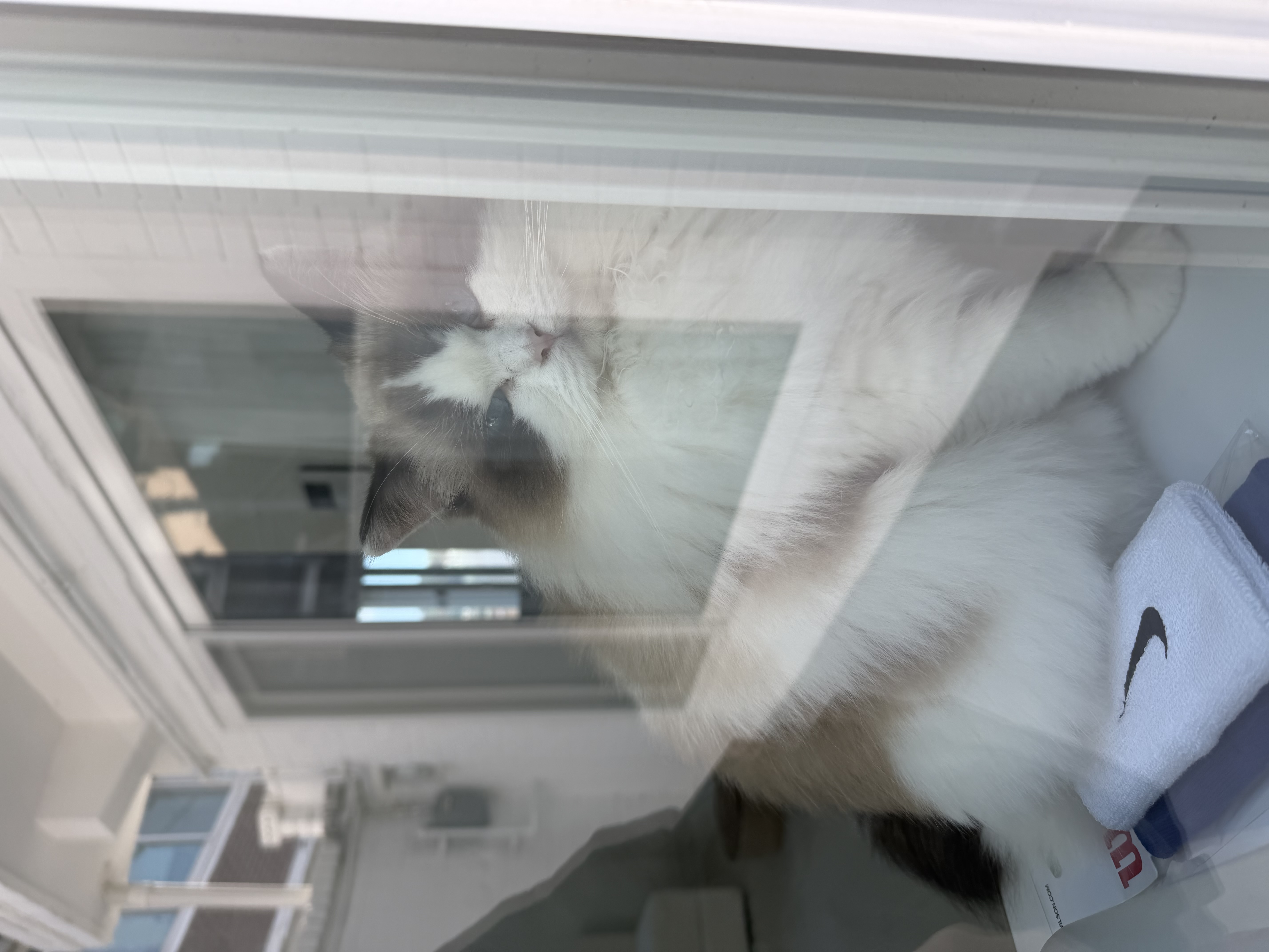 사프론 입양후기 3개월차