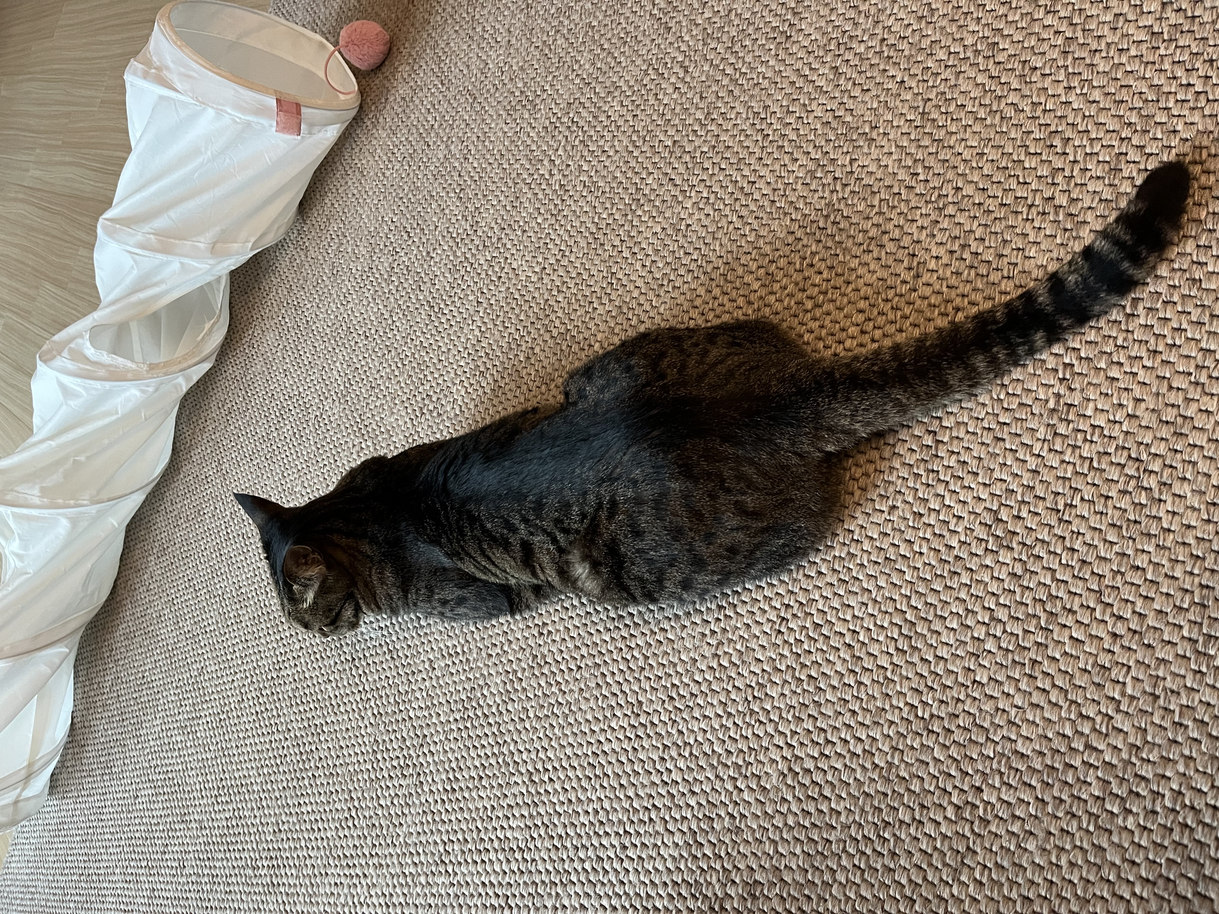 망덕이와 5주년