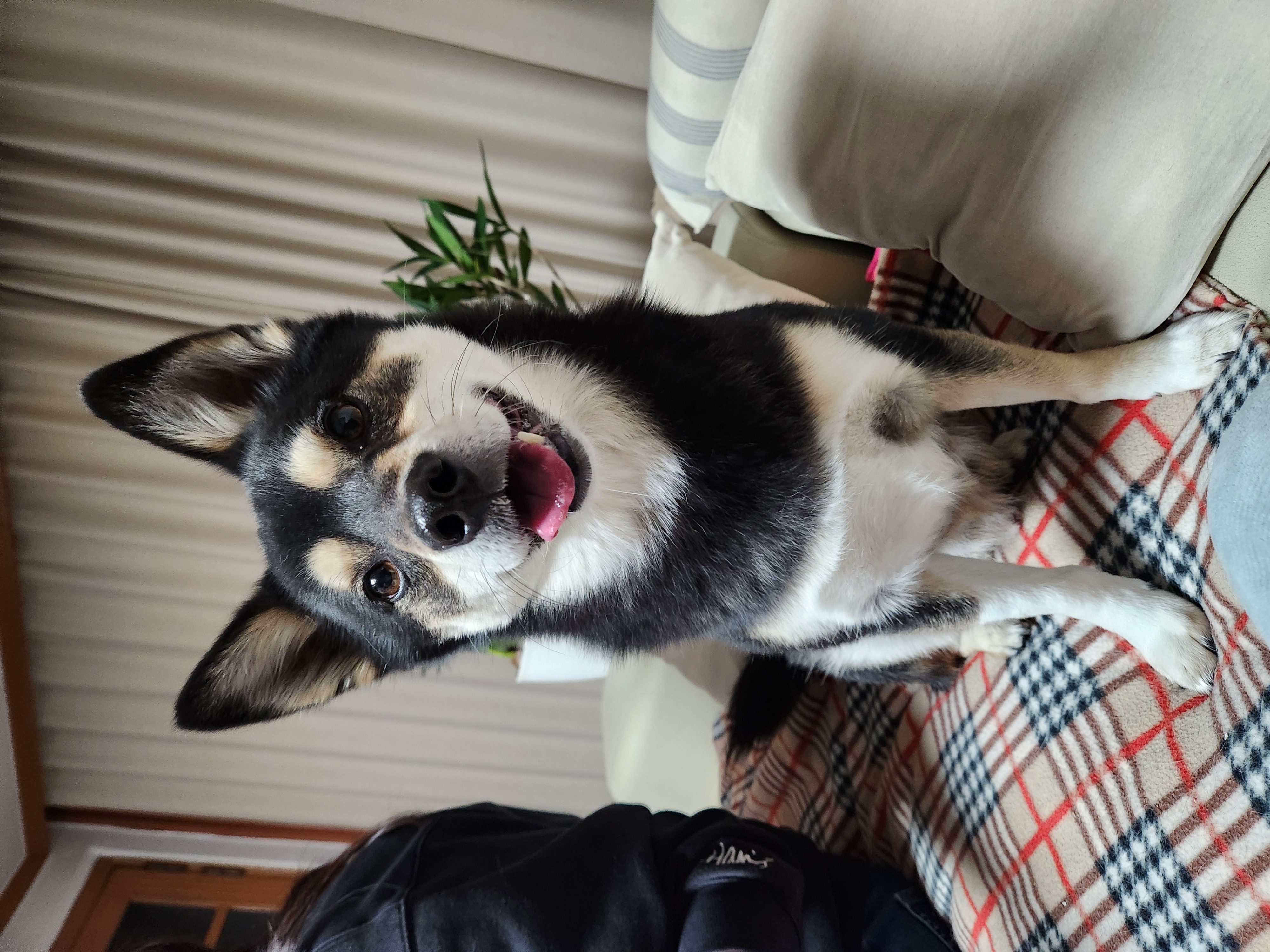 후추(우주) 입양 5년 후기