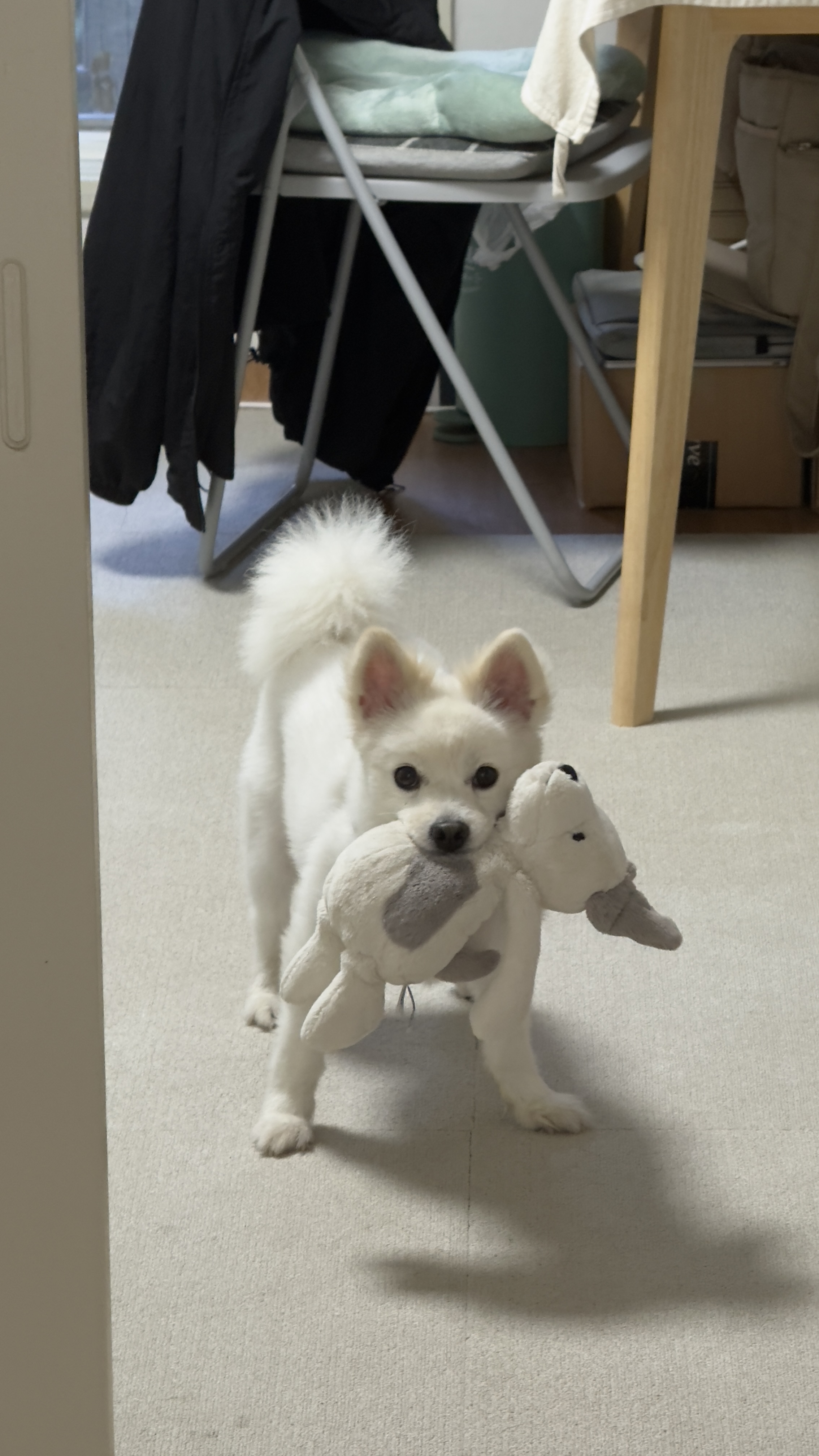 (구)머피 (현)가루 이제 이 강아지는 제껍니다.
