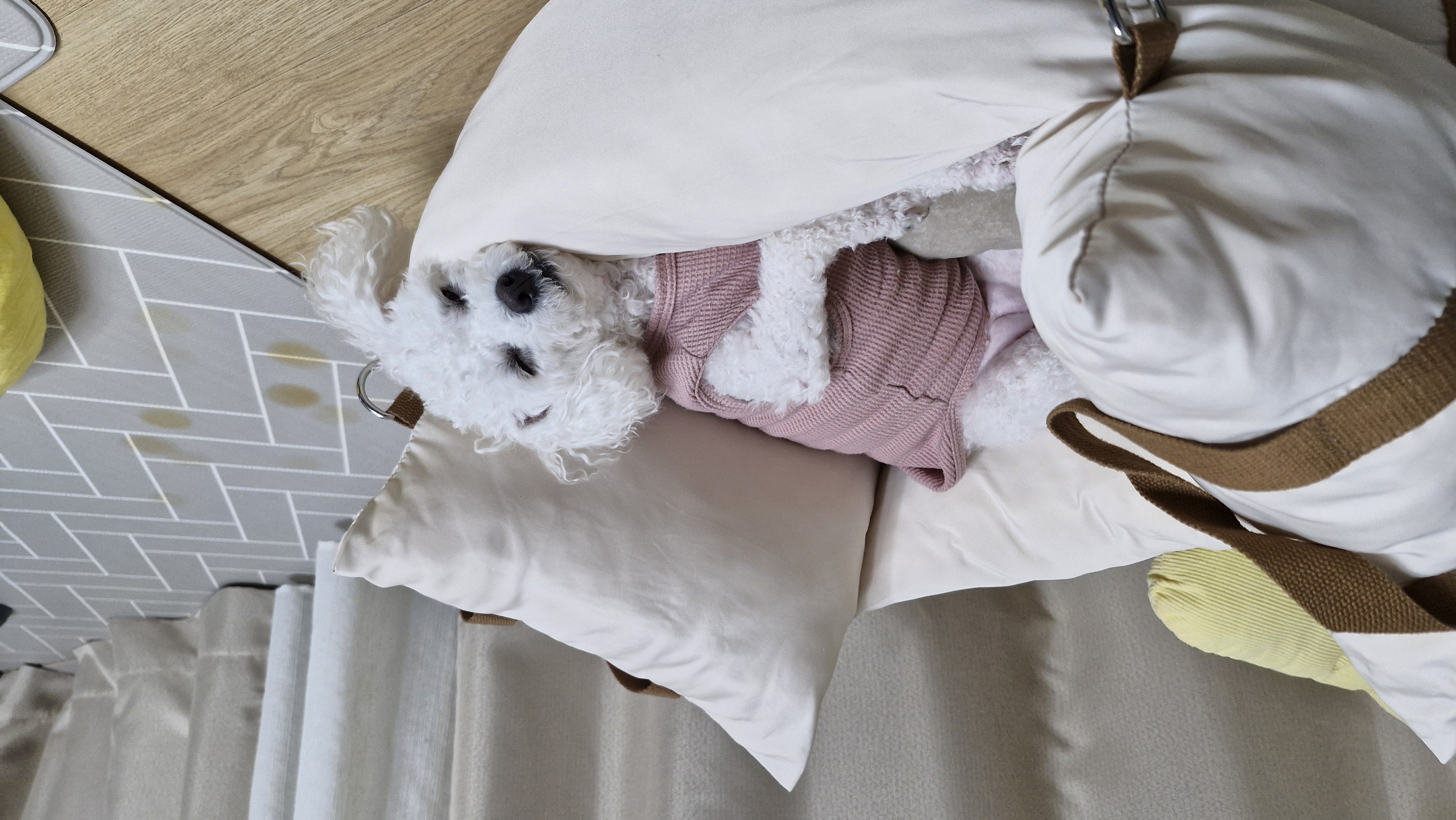 루아(구 양양이)가 가족이 된지 2년 되었어요.