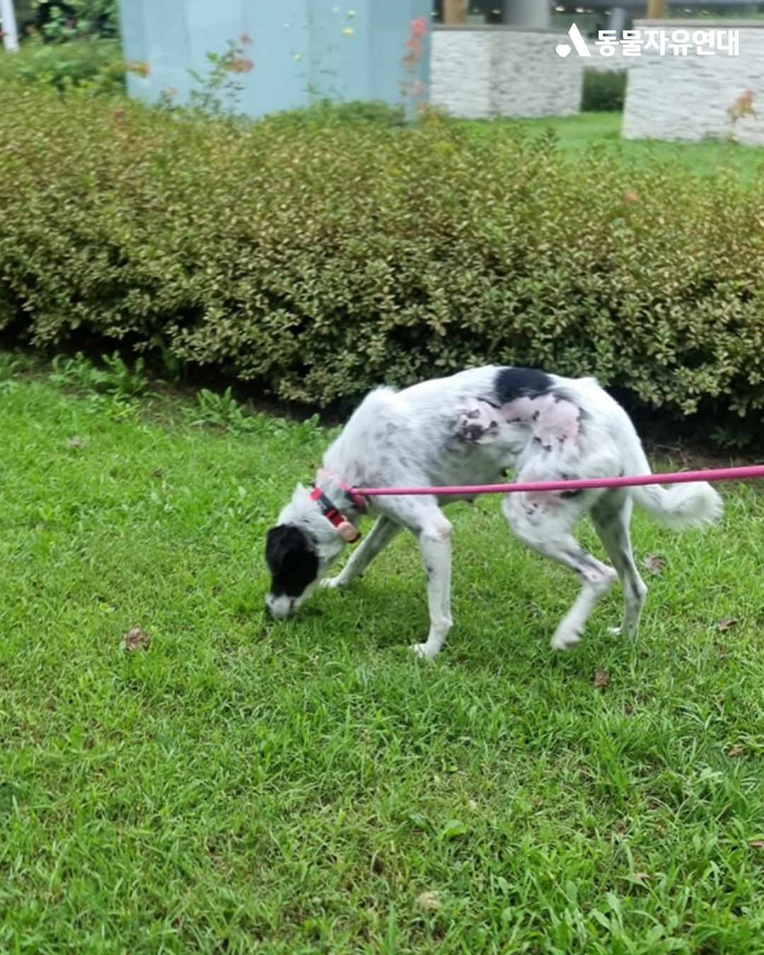 [해외입양] 캐나다 밴쿠버에서 가족을 만난 '록시'