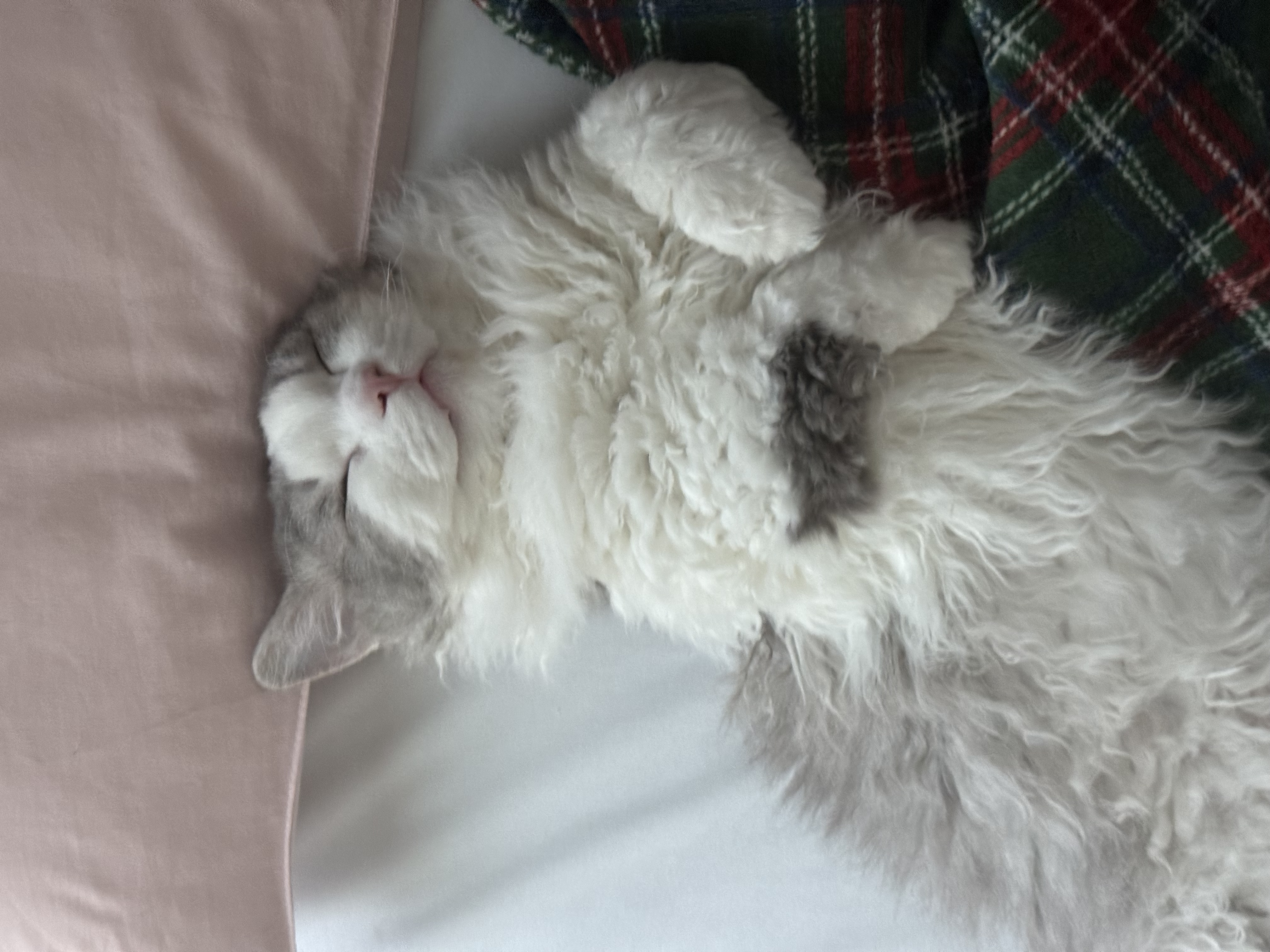 천사냥 단비(울산번식장 구조묘 몽땅이)와 6개월차 동거 후기