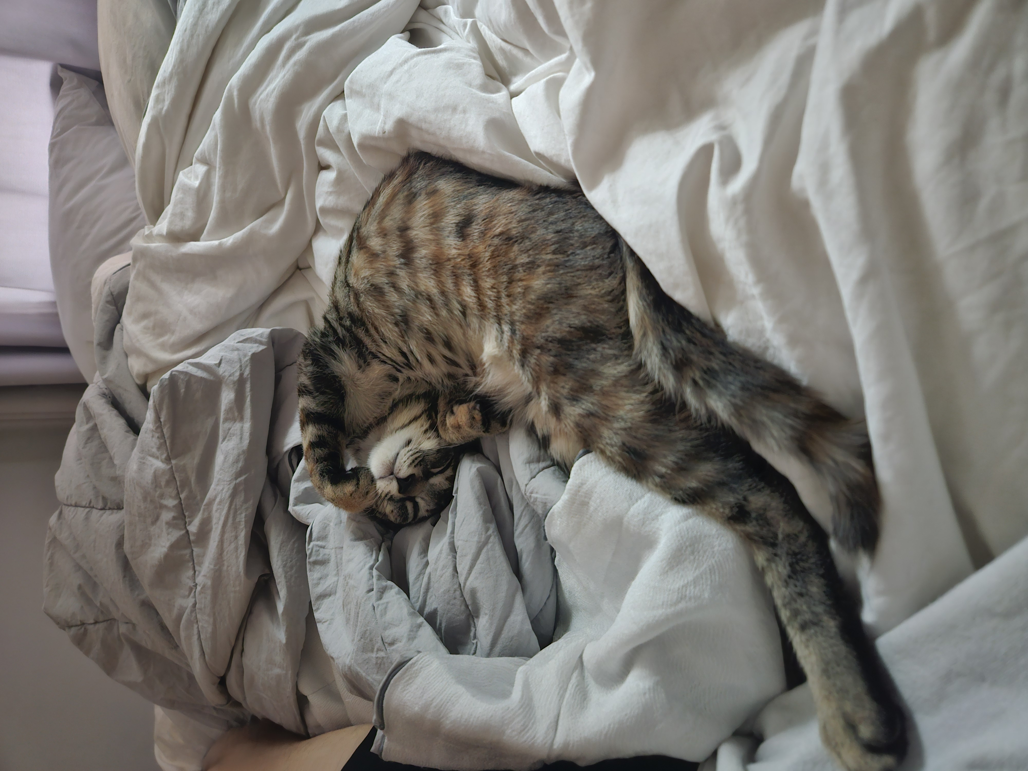 토란이의 3달 적응기