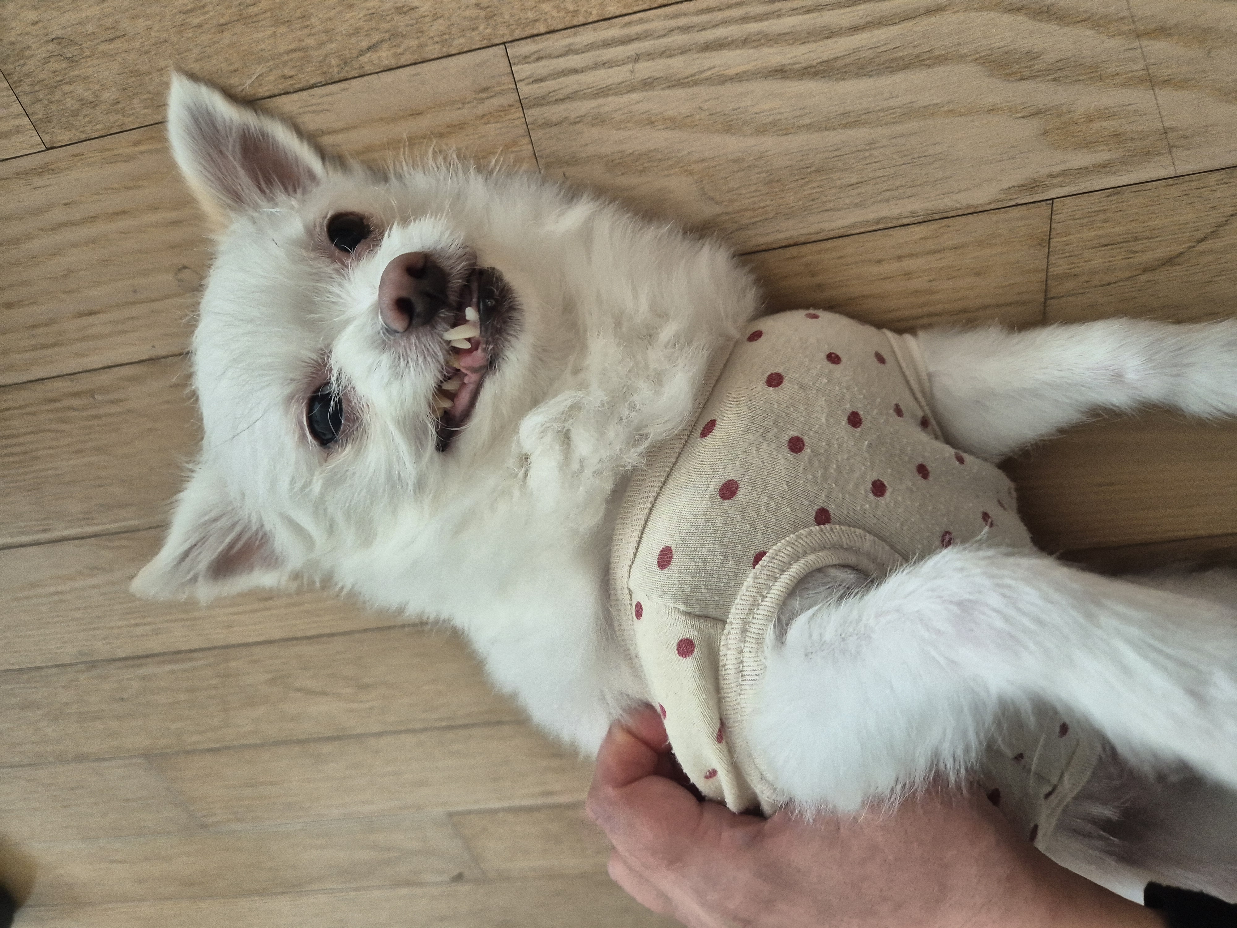 충남 구조견 오투(현 설희) 근황 올려봐요^^