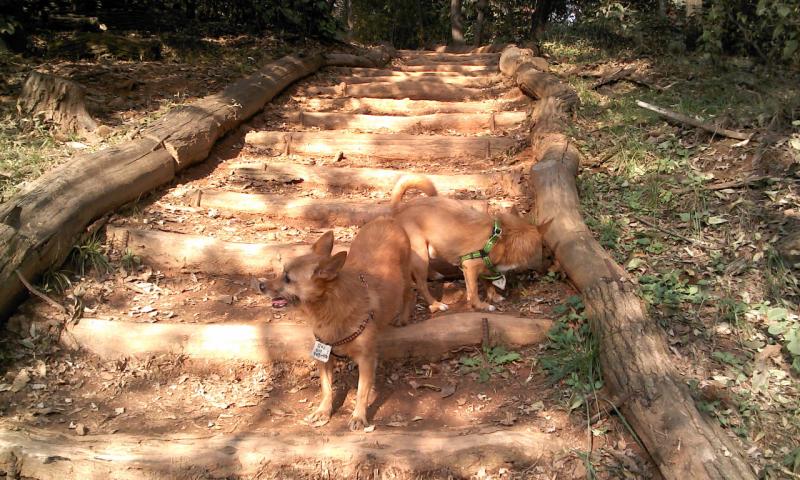 태양이와 담비, 그리고 '종견장 자원봉사' 하고 싶어요!