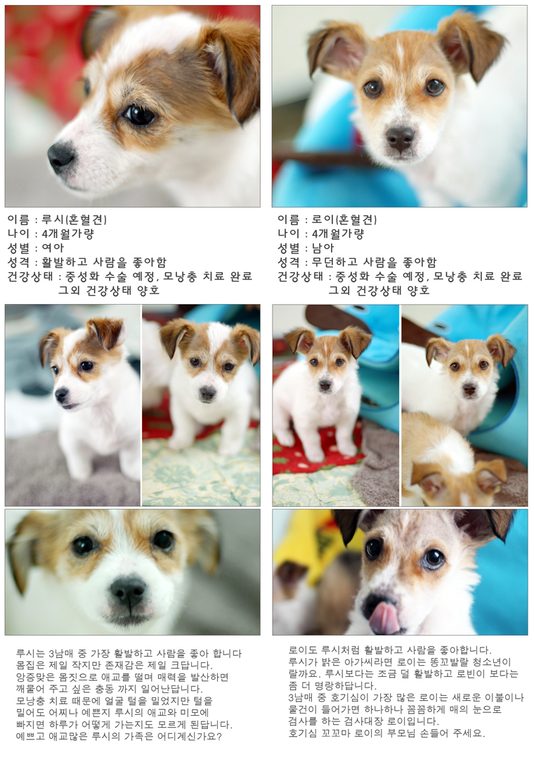 [입양행사]11월29일 올 겨울 가장 따뜻한 드라마의 주인공들입니다.