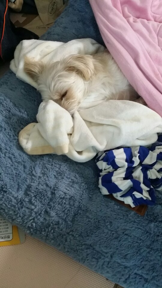 입양행사 오셨던분들 알토 기억나세요??