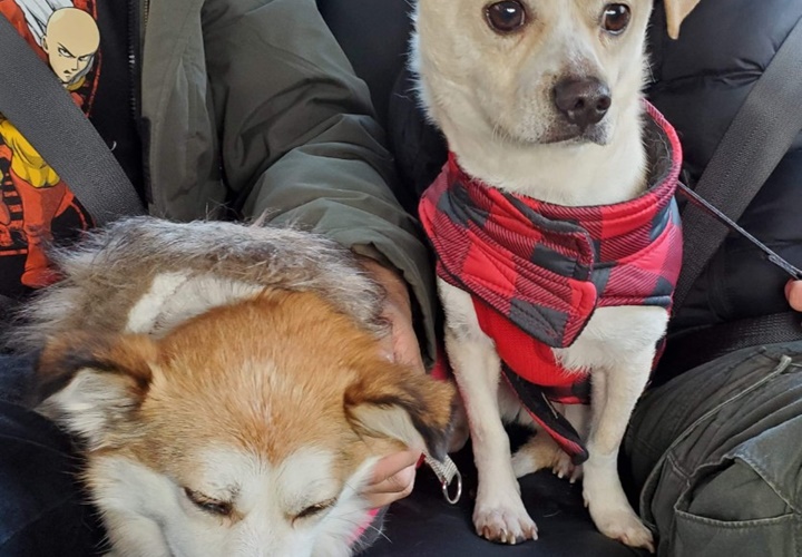 [해외입양] 밴쿠버에서 가족을 만난 가야의 소식입니다.