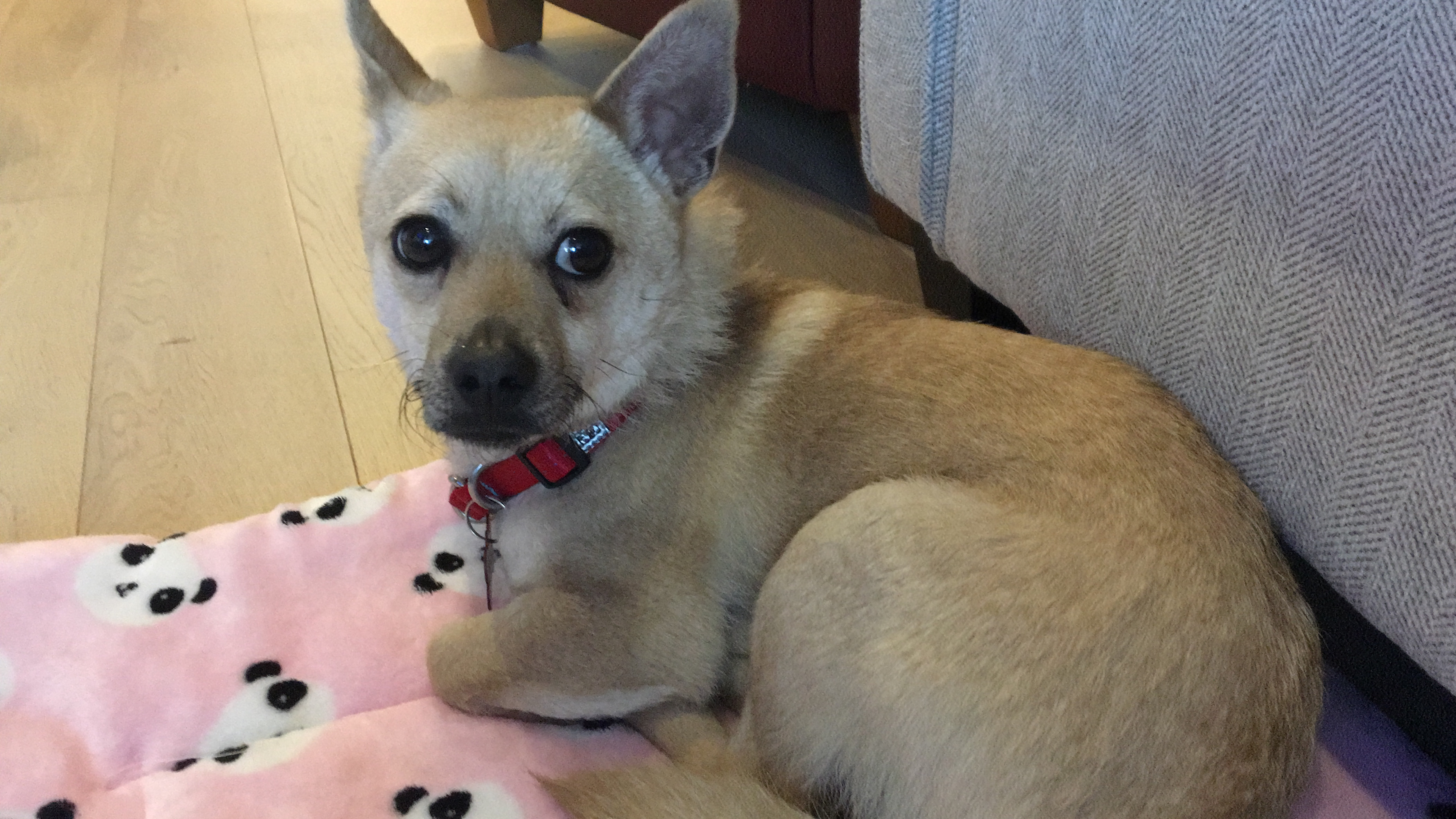 [해외입양] 밴쿠버에서 가족을 만난 다야의 소식입니다.