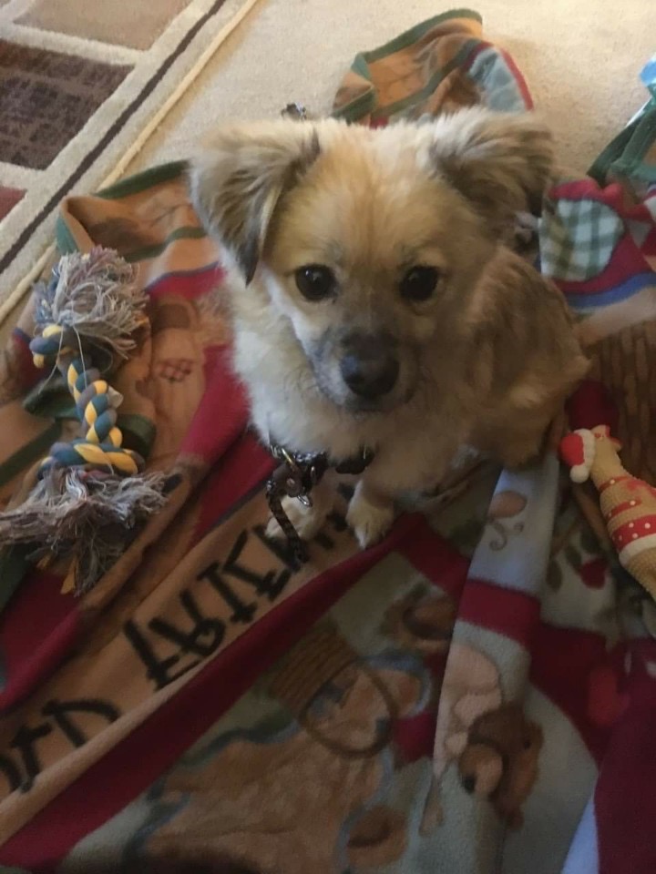 [해외입양] 토론토에서 가족을 만난 라야의 소식입니다.