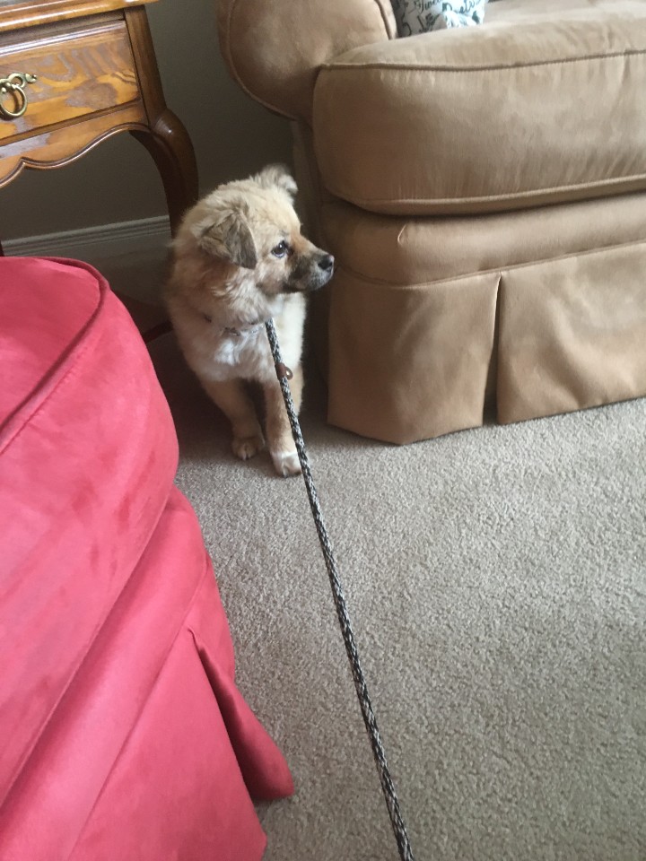 [해외입양] 토론토에서 가족을 만난 라야의 소식입니다.