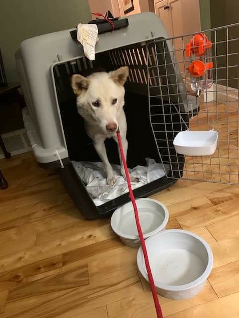 [해외입양] 토론토에서 가족을 만난 새아의 소식입니다.