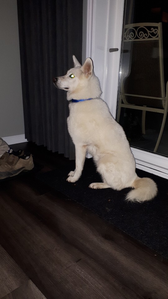 [해외입양] 토론토에서 가족을 만난 여진이의 소식입니다.