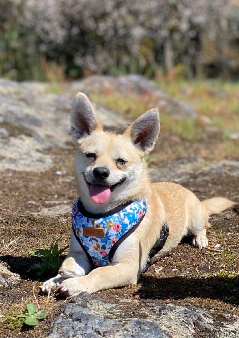 [해외입양] 나야와 다야 소식입니다 :)