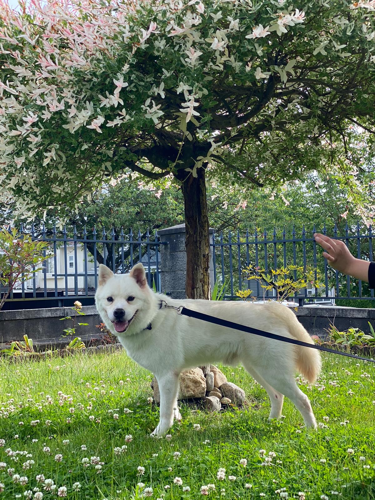 [해외입양] 밴쿠버에서 가족을 만난 칠복이의 소식입니다 :)