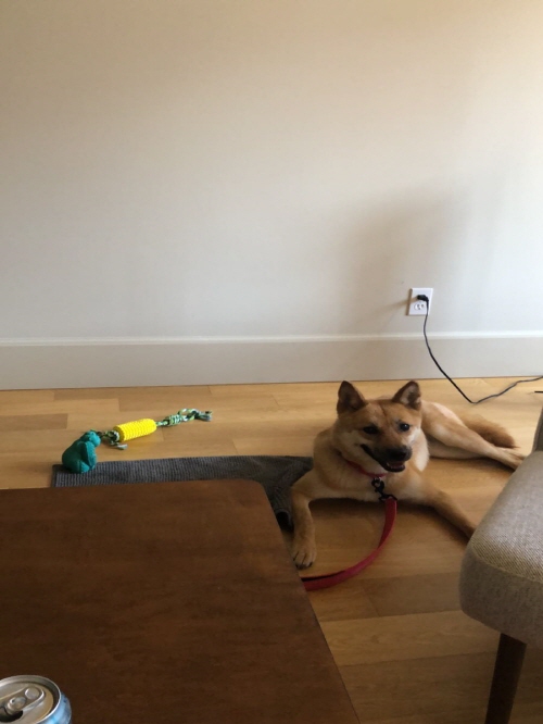 [해외입양] 미국 시애틀에서 가족을 만난 해순이 소식입니다.