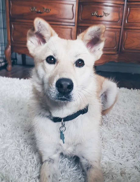 [해외입양] 캐나다 밴쿠버에서 가족을 만난 산이 소식입니다. 