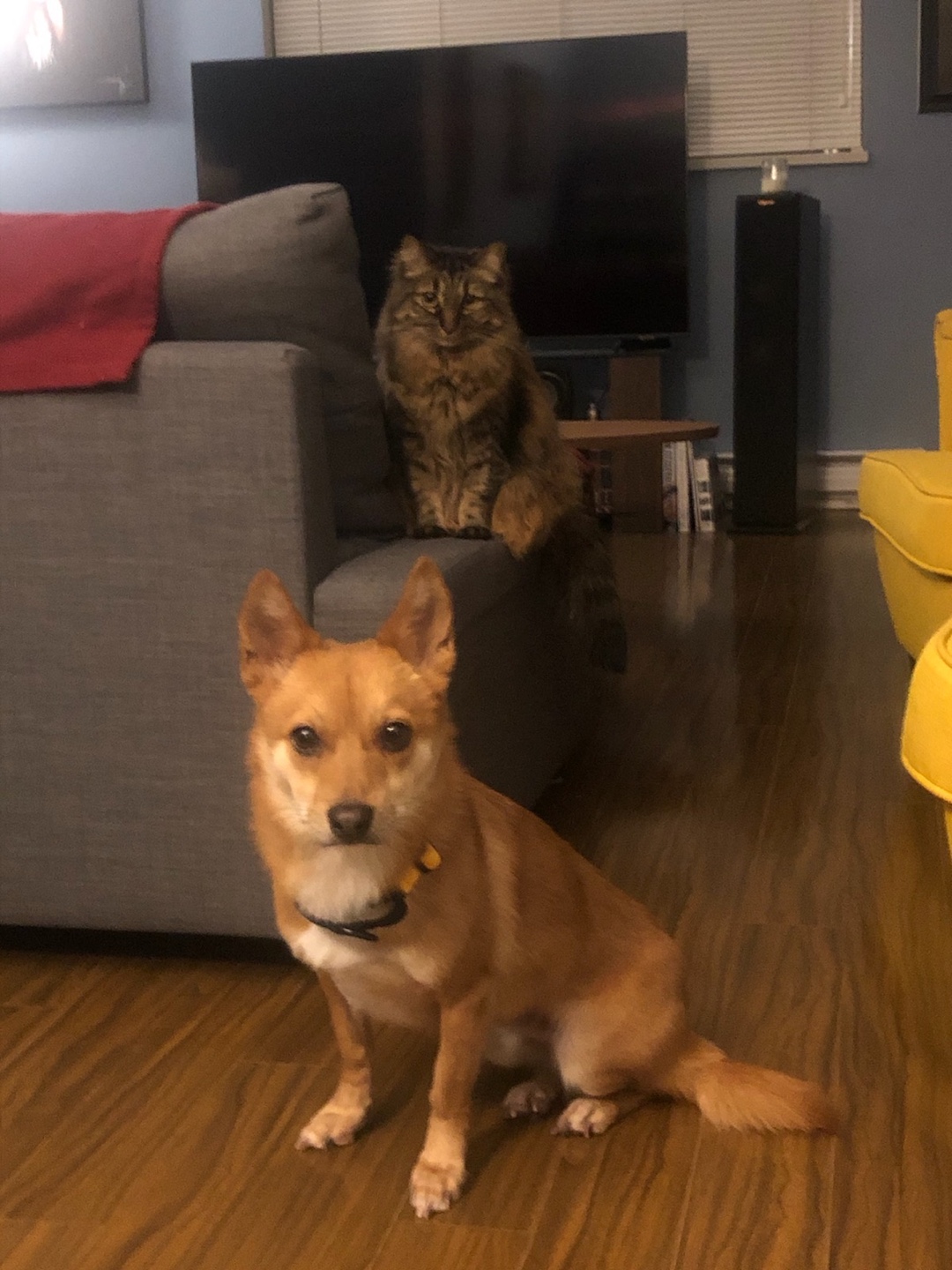 [해외입양] 캐나다 밴쿠버에서 가족을 만난 수달이