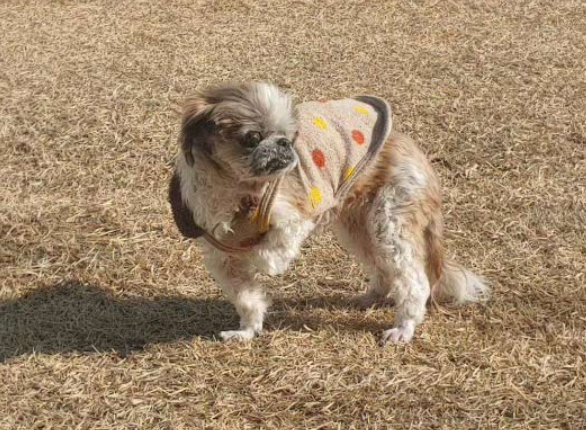 복순이 소식입니다!