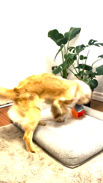 [해외입양] 소망이가 세인트존스에서 가족을 만났습니다!