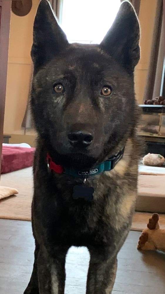 [해외입양] 미국 시애틀에서 가족을 만난 '엔젤이'