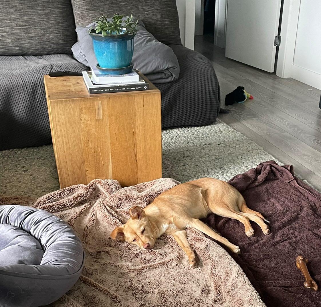 [해외입양] 세강이가 캐나다 밴쿠버에서 가족을 만났습니다!