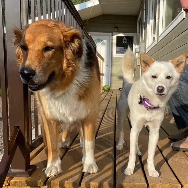 [해외입양] 캐나다 토론토에서 가족을 만난 '퍼플이'