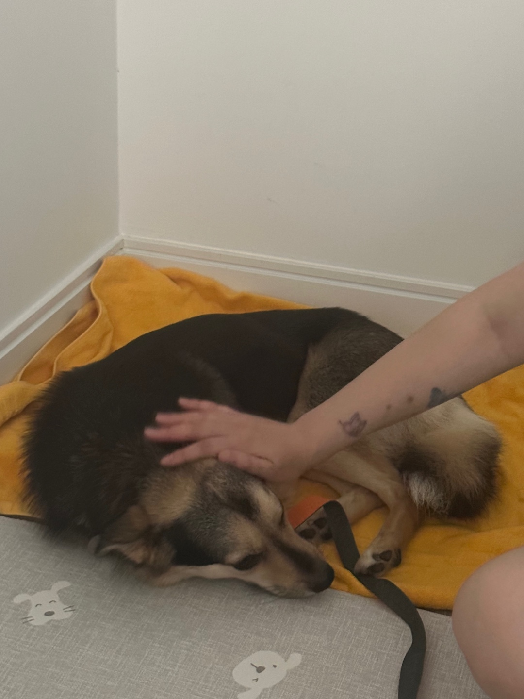 [해외입양] 마무가 캐나다 토론토에서 가족을 만났습니다!