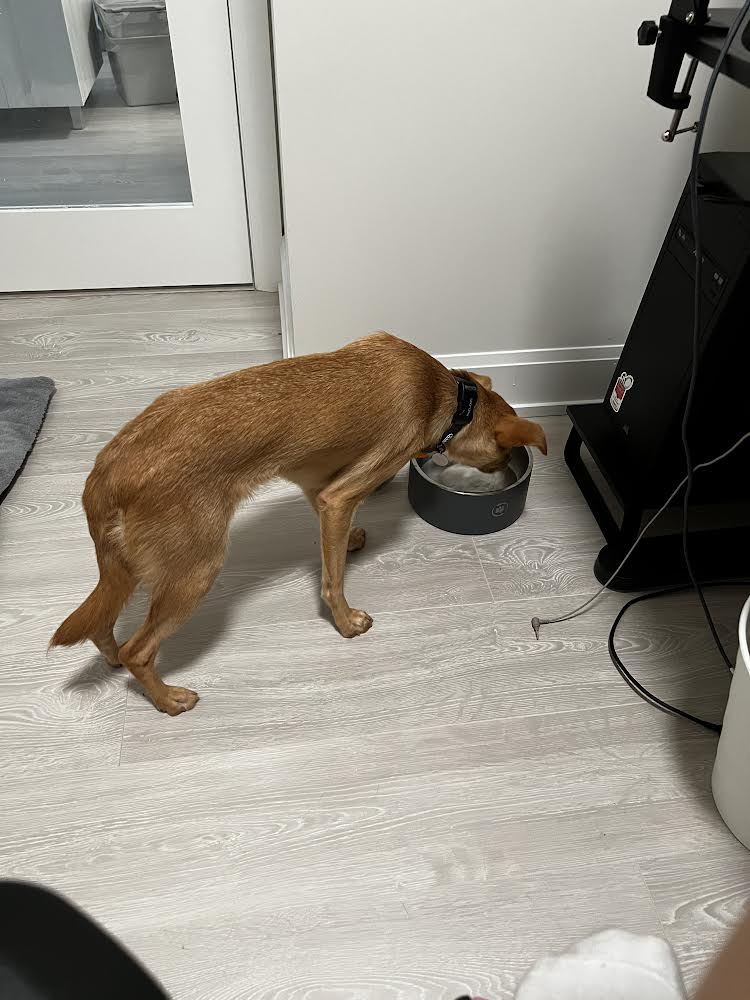 [해외입양]  캐나다 토론토에서 가족을 만난 '세담이'