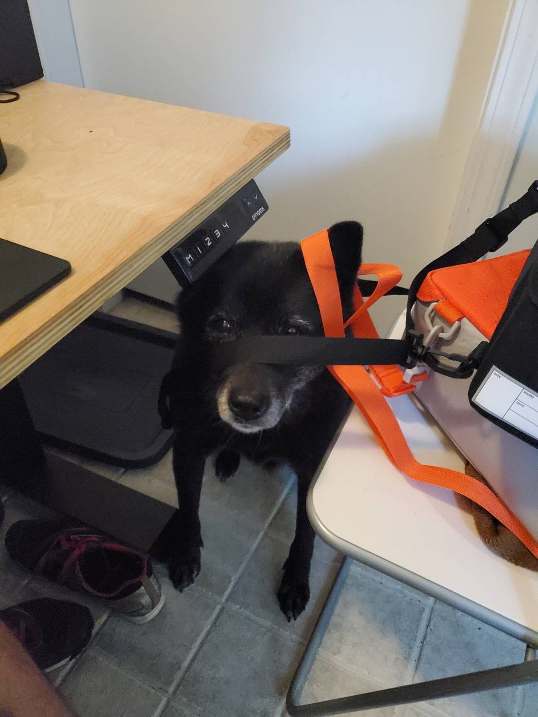 [해외입양] 캐나다 밴쿠버에서 가족을 만난 '흑돌이'